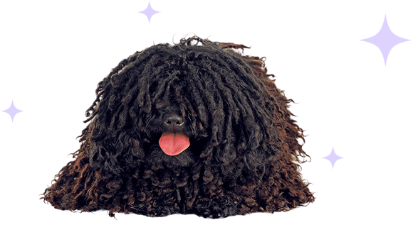 Illustration of a puli, a Hungarian sheepdog breed